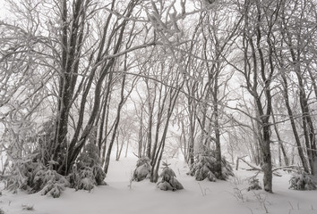 mystischer Winterwald im Nebel