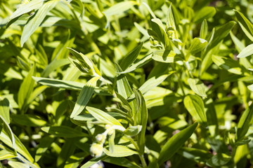 Green plant arnica foliosa in the bright summer sun