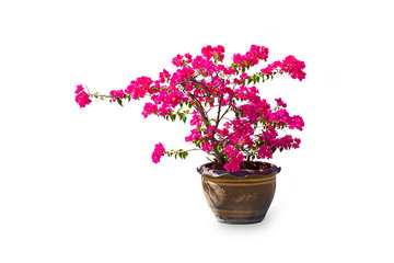 The pink Bougainvillea flowers are in a plant pot made of clay on a white background with clipping path.