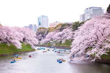 Cherry Blossoms