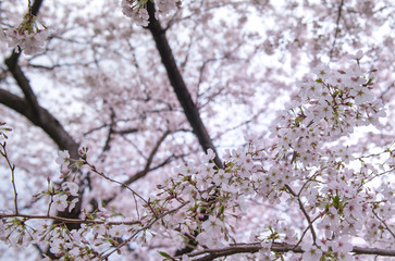 Cherry Blossoms