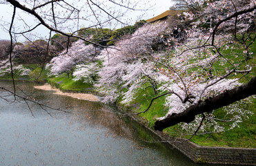 Cherry Blossoms