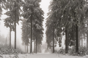 mystischer Winterwald im Nebel