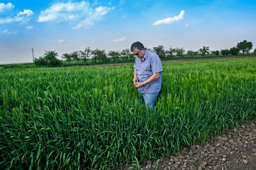 Naklejka na ściany i meble Agronomist in the field with wheat
