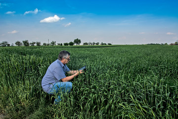 Naklejka na ściany i meble Agronomist in the field with wheat