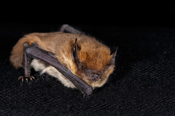 European bat the Kuhl's pipistrelle (Pipistrellus khulii) on a black backround
