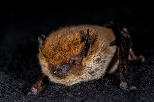 European bat the Kuhl's pipistrelle (Pipistrellus khulii) on a black backround