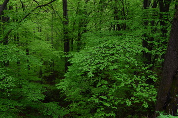 Spring beech forest with fresh light green foliage