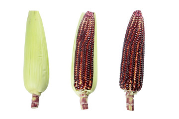 Siam Ruby Queen is super sweet corn on white background.