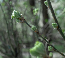 dragonfly on branch