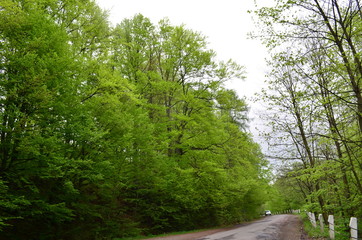 Spring beech forest with fresh light green foliage