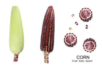 Siam Ruby Queen is super sweet corn on white background.