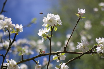 Biene fliegt zu Blüten
