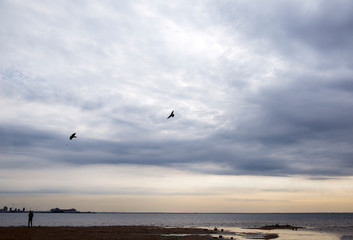 birds in the sky above the beach at sunset, the coast of the Gulf of Finland in St. Petersburg in the evening