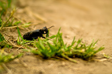 beetle on leaf