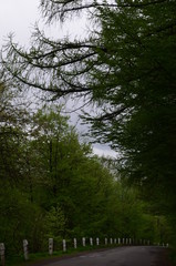 Spring beech forest with fresh light green foliage