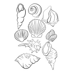 Beautiful seashell line drawing illustration