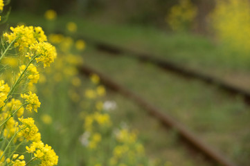 Rape flower