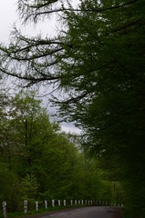 Obraz premium Spring beech forest with fresh light green foliage