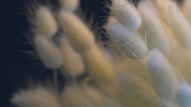 white lagurus bouquet in slow motion