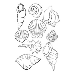 Beautiful seashell line drawing illustration