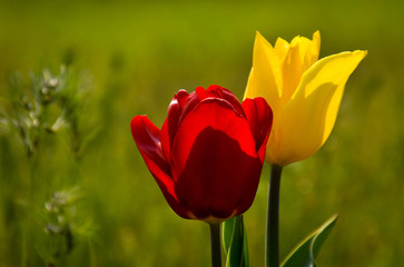 tulip,