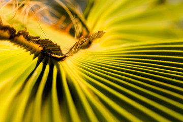 Palmenwedel Makro