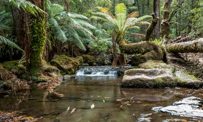 Russels Falls. Mt Field. National Park. Tasmania. Australia
