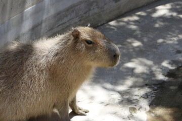 カピバラ