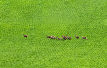 Deer in spring field.