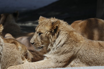 Naklejka premium ライオン