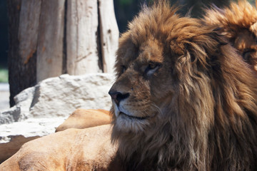 Naklejka premium ライオン