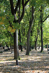秋の名古屋城公園