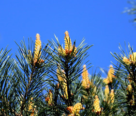Pine tree pollen