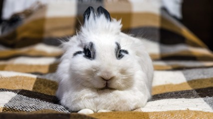 Obraz premium Cute decorative dwarf rabbit on the sofa. Sochi, Russia.