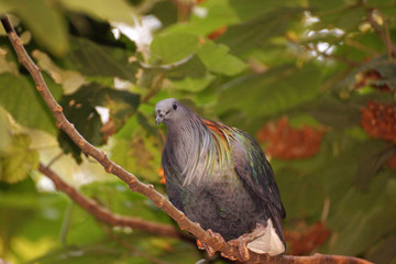 Nicobar Pigeon Portrait