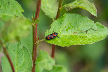 Black and Red Froghopper on Leaf in Springtime