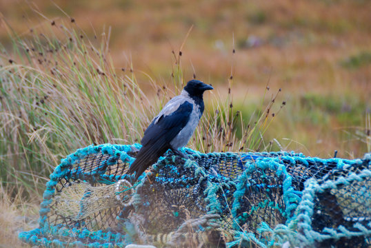 Hooded Crow