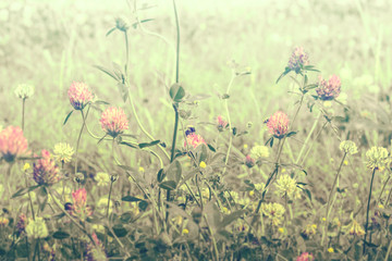 Beautiful spring wild meadow clover flowers, pink and yellow colors in sun light with bee, macro. Soft focus nature background. Delicate pastel toned image. Nature floral springtime. High key