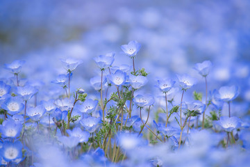 Nemophila