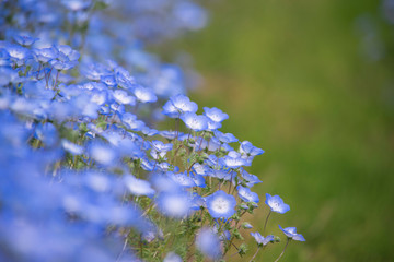 Nemophila