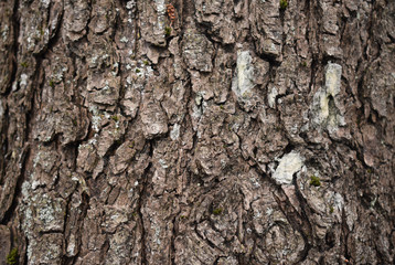 Tree bark.