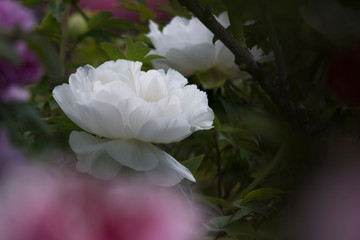 peony