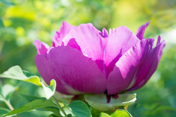 Obraz premium Paeonia suffruticosa Flower pink close-up