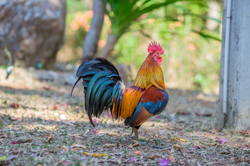 Close-up view of the chicken face, blurred movements from food searching, live in groups and some species can be used as food 