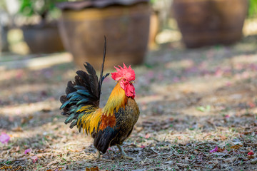 Close-up view of the chicken face, blurred movements from food searching, live in groups and some species can be used as food 