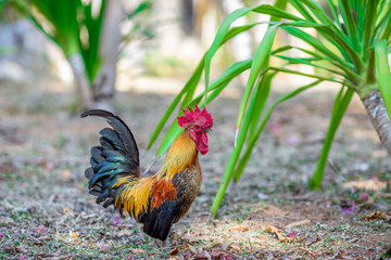 Close-up view of the chicken face, blurred movements from food searching, live in groups and some species can be used as food 
