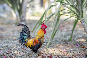 Close-up view of the chicken face, blurred movements from food searching, live in groups and some species can be used as food 