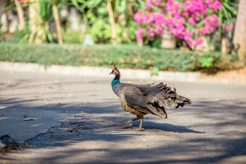 The background of a peacock animal, is a group of animals and is blurred by the movement of food, popular for education in the zoo or breeding on the farm.