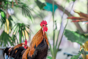 Close-up view of the chicken face, blurred movements from food searching, live in groups and some species can be used as food 
